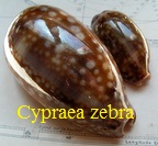 Cypraea zebra, Linné 1758